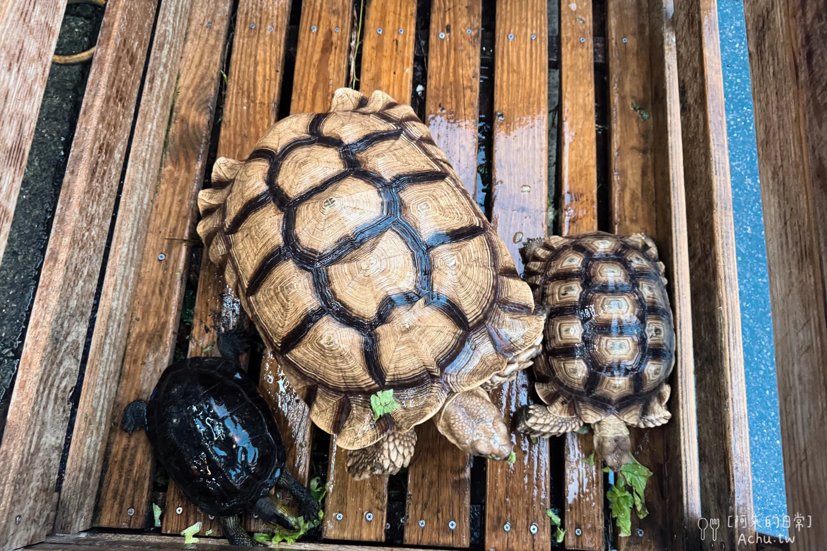 龜吼阿嬌海鮮館
